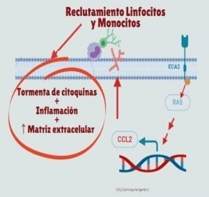 Figura 2 Vitamina D