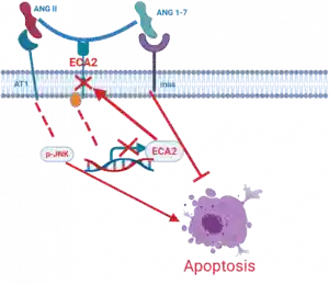 Gráfico apoptosis