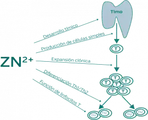 Zinc indicaciones