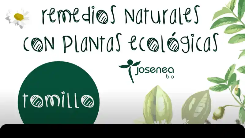 Remedios naturales con plantas ecológicas: Tomillo