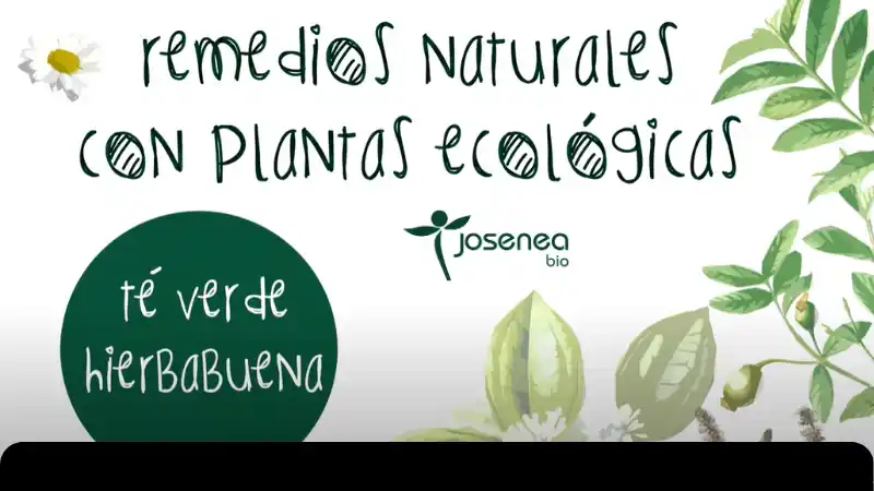 Remedios naturales con plantas ecológicas: Té Verde Hierbabuena