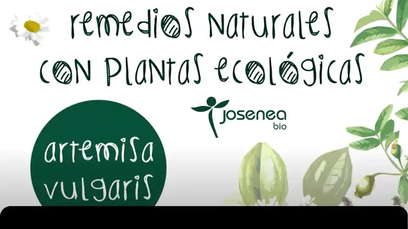 Remedios naturales con plantas ecológicas: Artemisa vulgaris