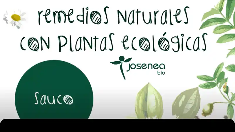 Remedios naturales con plantas ecológicas: Sauco