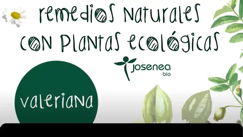 Remedios naturales con plantas ecológicas: Valeriana