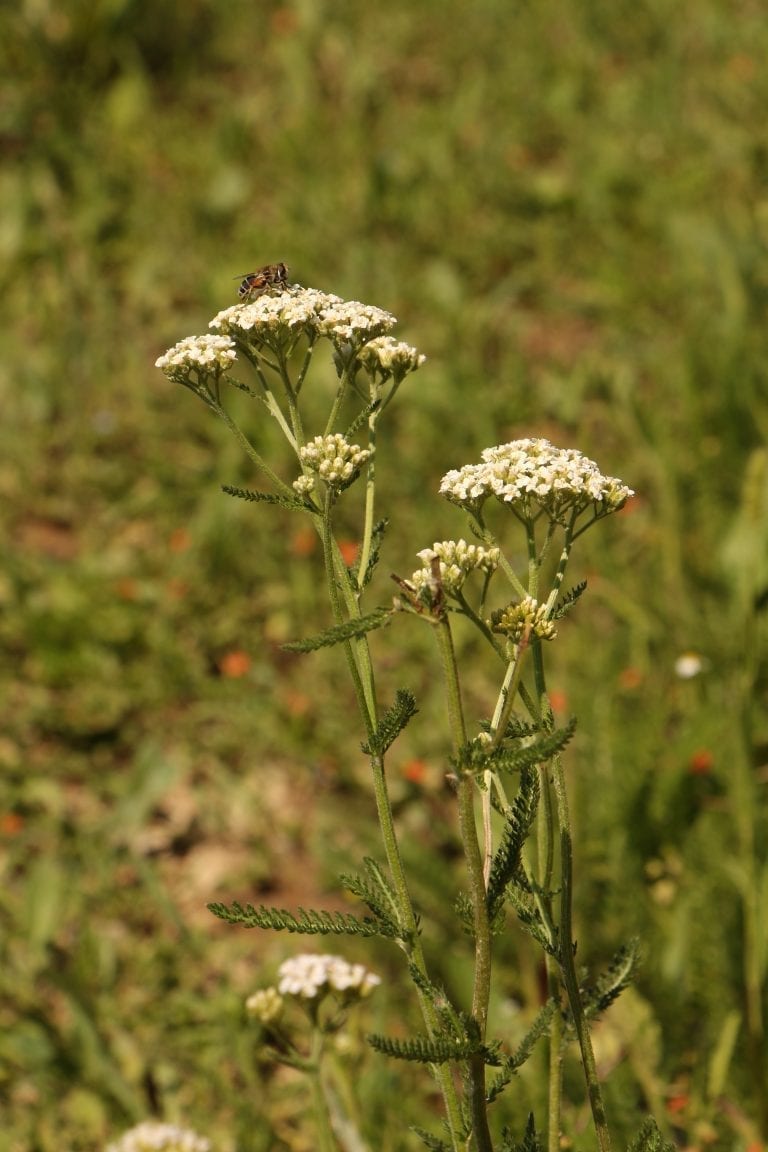 Flores blancas de Josenea