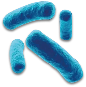 Lactobacillus