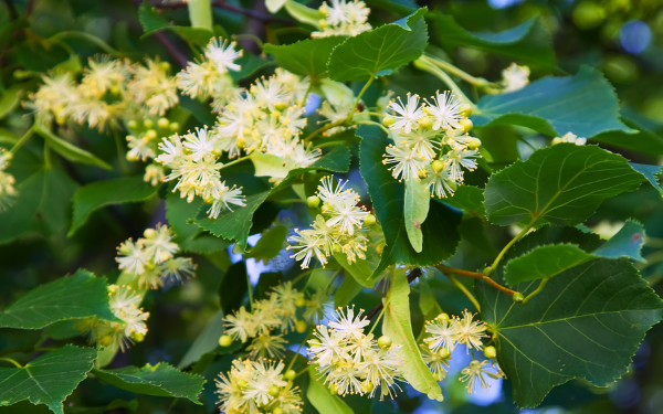 Flor del tilo