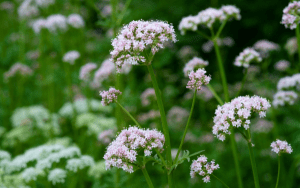 Flor de Valeriana