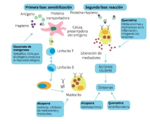 Esquema Holomega Stop-Alerg