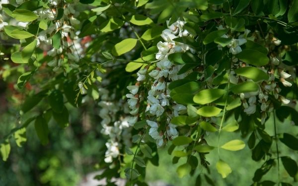Quercetina silvestre