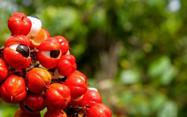 Cafeína en la naturaleza