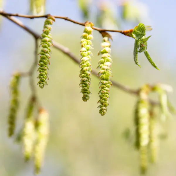 Aceite de flores de avellano