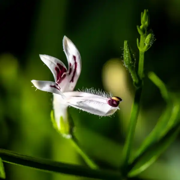 Andrografis, Andrographis paniculata