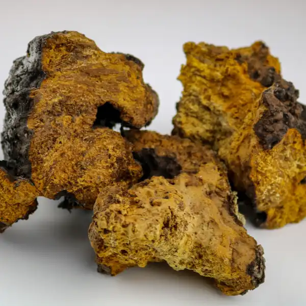 Chaga, Inonotus obliquus