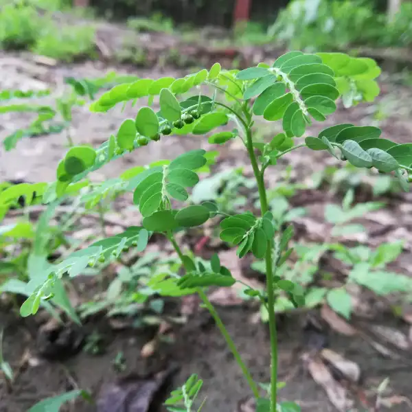Chancapiedra, Phyllanthus niruri