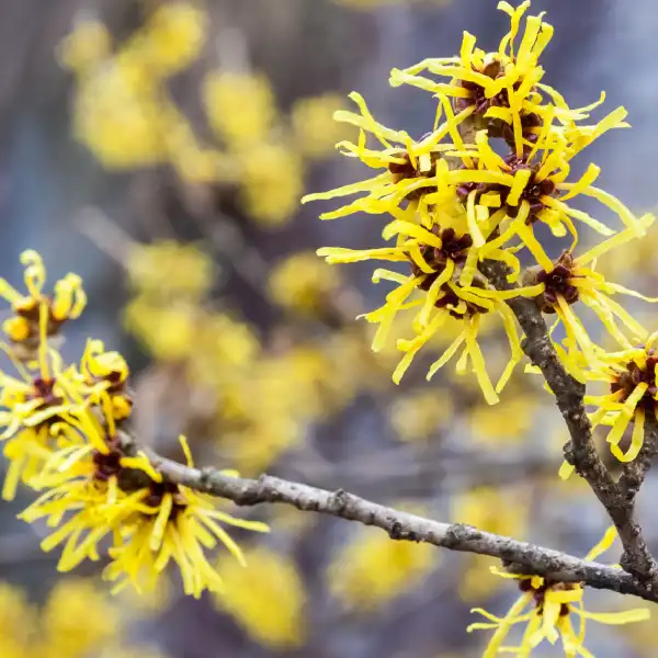 Hamamelis, Hamamelis virginiana