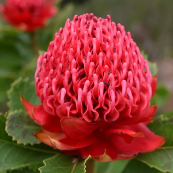 Monga waratah, Telopea mongaensis