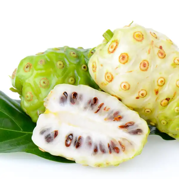 Noni, Morinda citrifolia