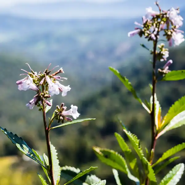 SantEnergy Nu (santa hierba de California (Eriodictyon californicum))