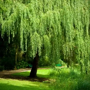 Sauce blanco, Salix alba