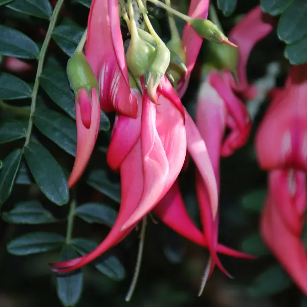 Sturt desert pea, Clianthus formosus