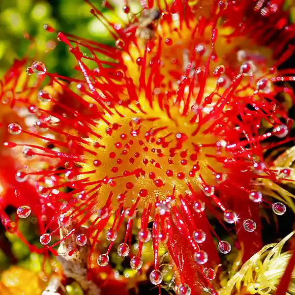 Sundew, Drosera spatulata