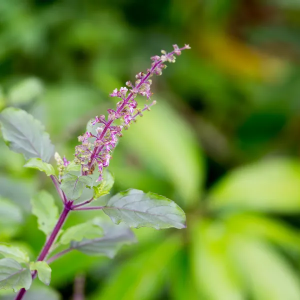 Yerba santa, Eriodictyon californicum