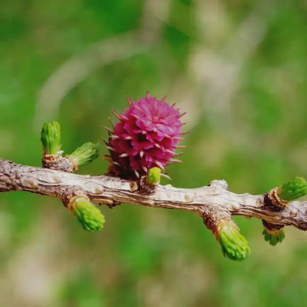 Arabinogalactanos, Larix occidentalis