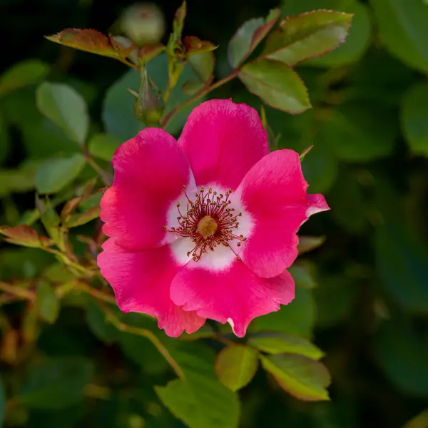 Rosa Silvestre Californiana, Rosa californica