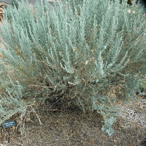 Artemisia tridentata