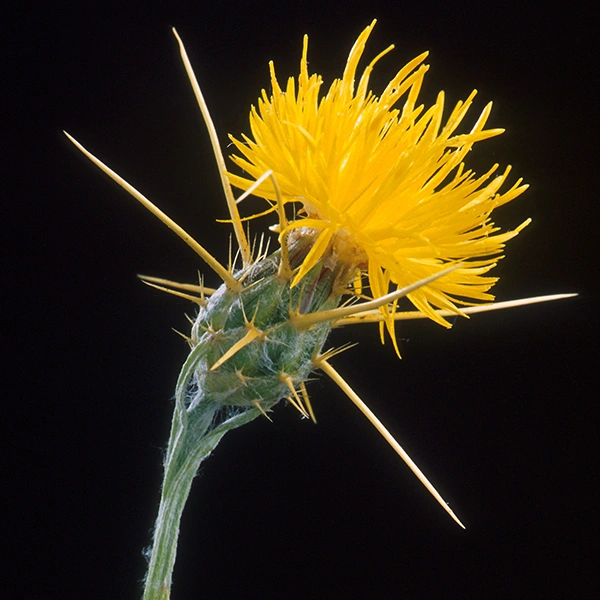 Abrepuño o Centaurea solstitialis. Peggy Greb. (2006). Close-up of Yellow Star-thistle (Centaurea solstitialis). https://commons.wikimedia.org/w/index.php?title=File:Yellow_star_thistle.jpg&oldid=701412223