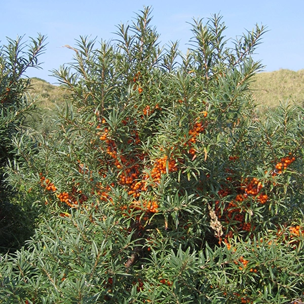 Espino amarillo o Hippophae rhamnoides - Svdmolen (2005) - Recuperado de: https://commons.wikimedia.org/w/index.php?title=File:Hippophae_rhamnoides-01_(xndr).JPG&oldid=551924560