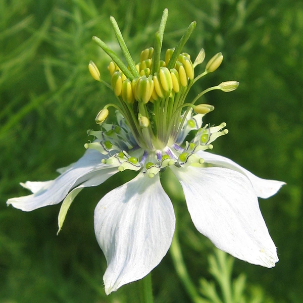 Nigella sativa. Autor: AndreHolz Recuperada: https://commons.wikimedia.org/w/index.php?title=File:Nsativa001Wien.jpg&oldid=815885605